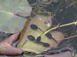 SX26905 Tadpoles in pond.jpg